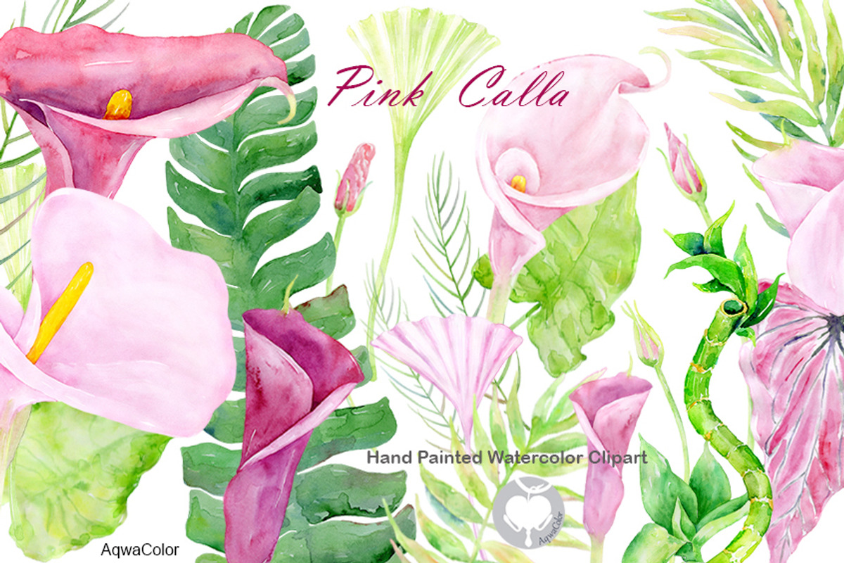 Watercolor clipart Pink Calla, an Illustration by AqwaColor (Photo 1 of 3)