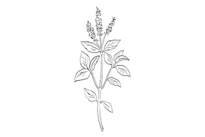 Ocimum Tenuiflorum Holy Basil, an Illustration by patrimonio