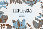 HERBARIA. Pressed Wildflower Scans, an Object Graphic by Schumacher Shop (Thumbnail 1 of 21)