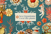 Oceanic Archive Sea Elements Bundle, an Object Graphic by The Ephemera Mercadito (Thumbnail 4 of 6)