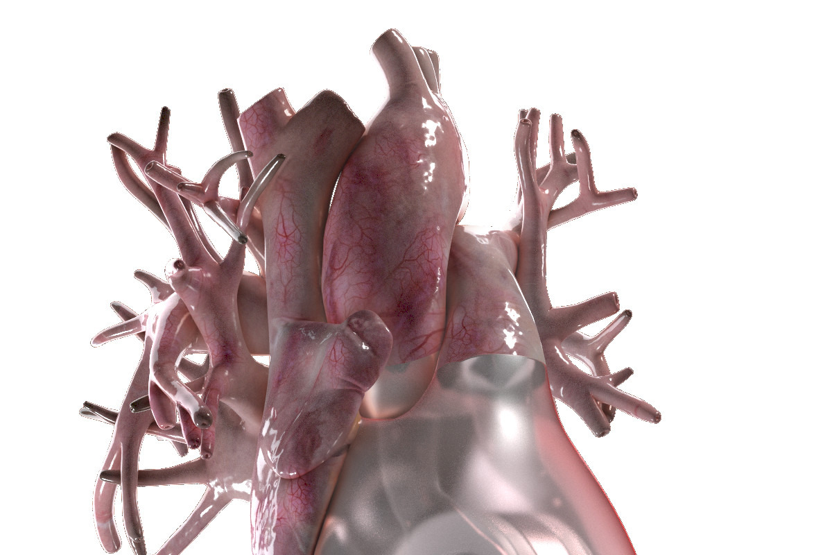 Artificial Human Heart Beating, an Object 3D Model by konstantin.ermolaev (Photo 1 of 5)