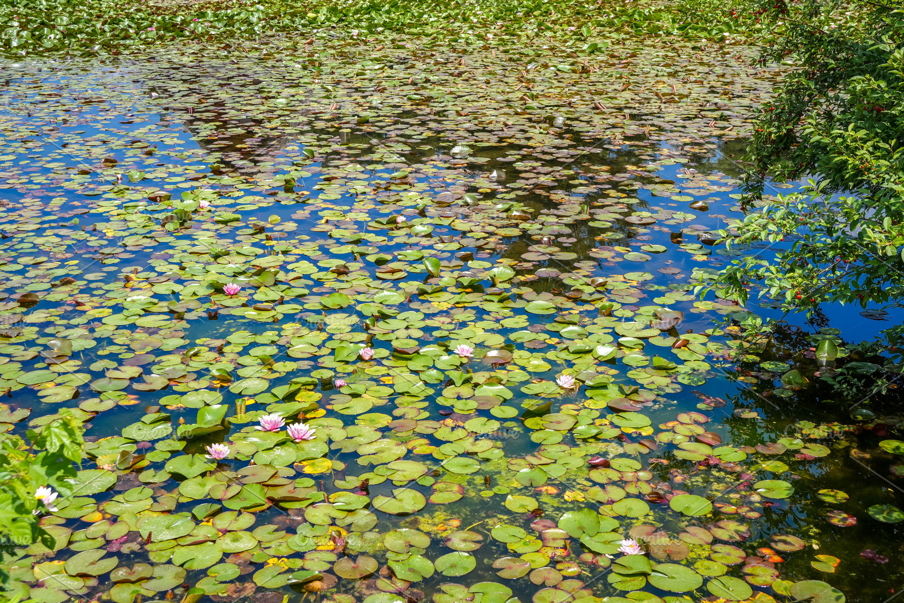 Water lilies in a peaceful pond in Shirakawa-go, Japan, a Nature Photo by GoodGoods