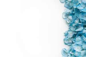 Blue hydrangea flowers creating a white border background, a Holiday Photo by Olena Rudo
