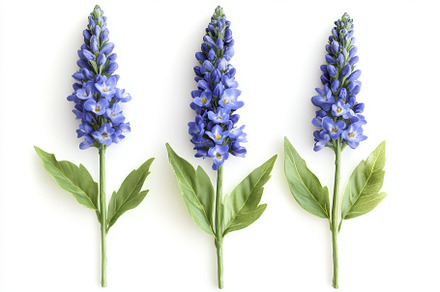 Vibrant blue flowers arranged symmet, a Photo by Tanuart