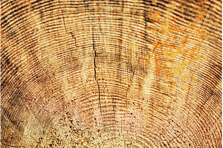 Wood structure, abstract background, an Abstract Photo by Enjoy Photo