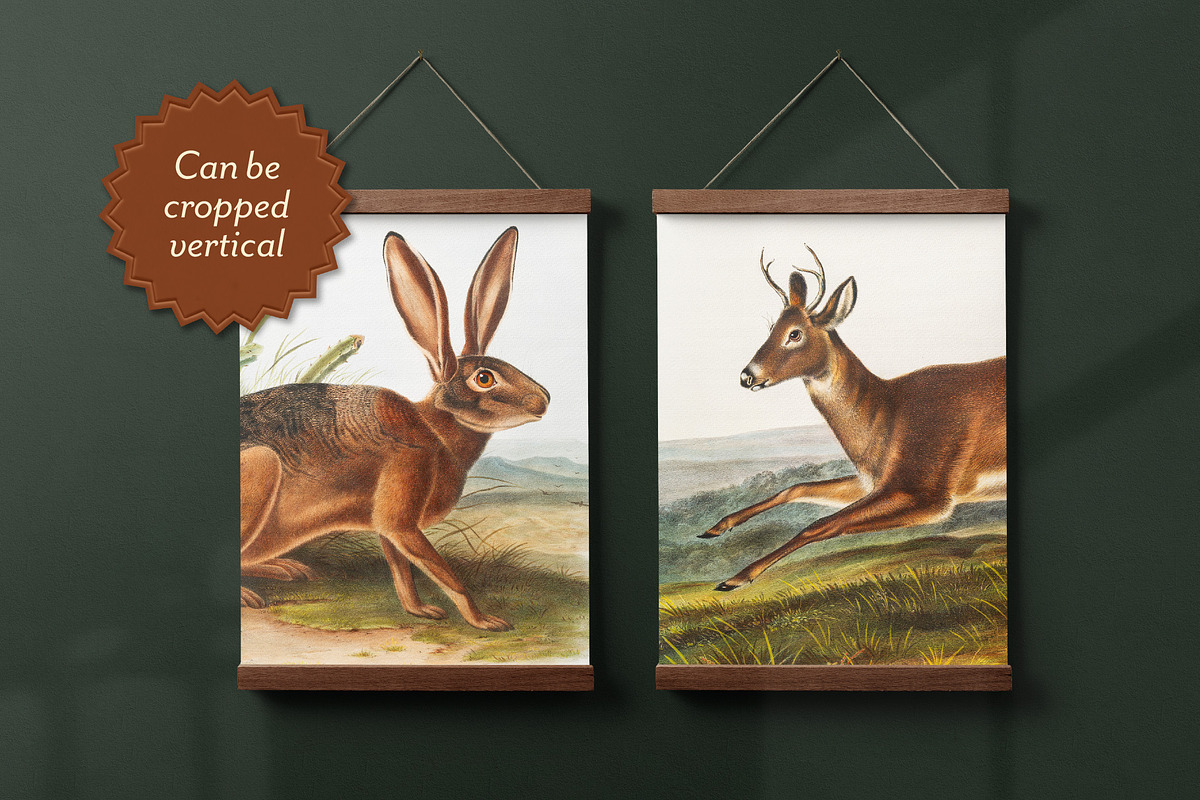 25 Vintage Mammal Prints by Audubon, an Animal Illustration by The Object Atlas (Photo 7 of 10)