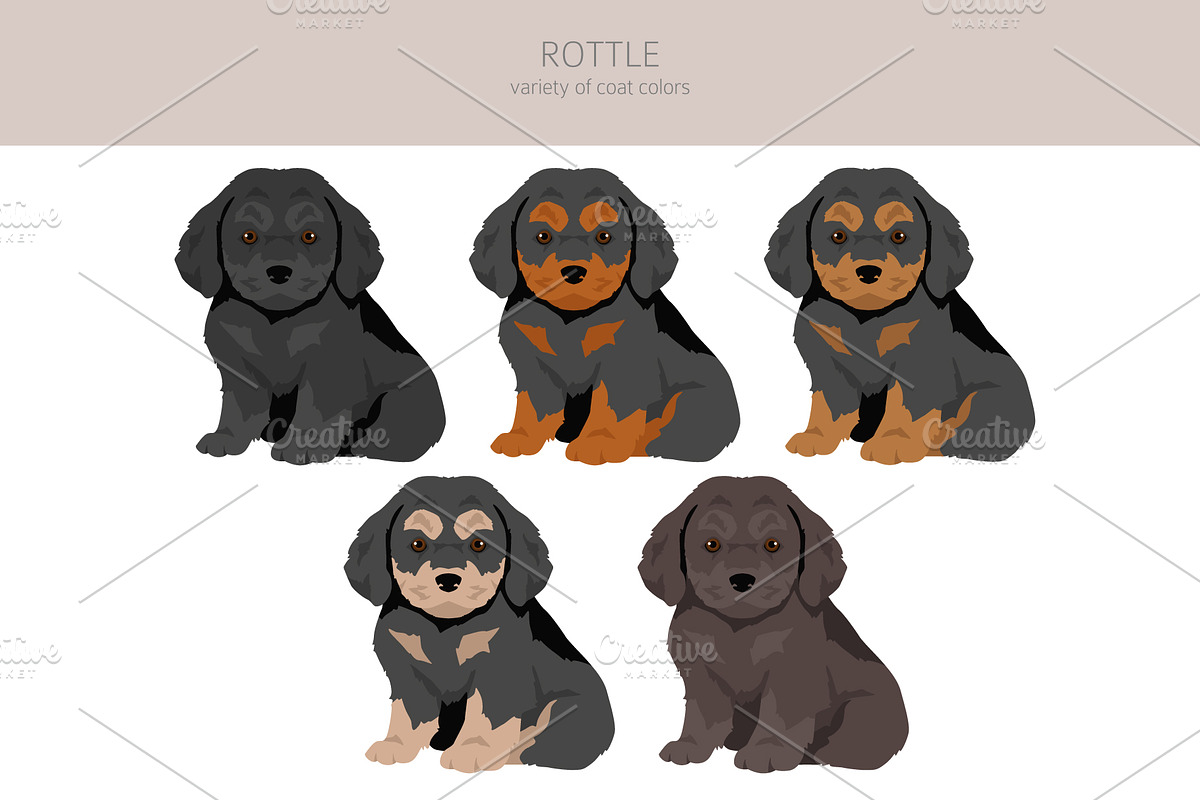 Rottweiler Poodle mix