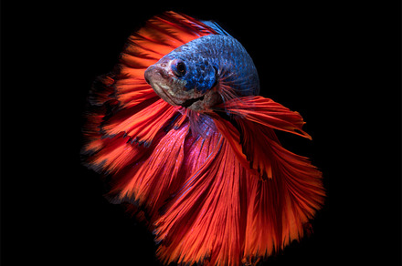 Siamese fighting fish containing water, space, and open