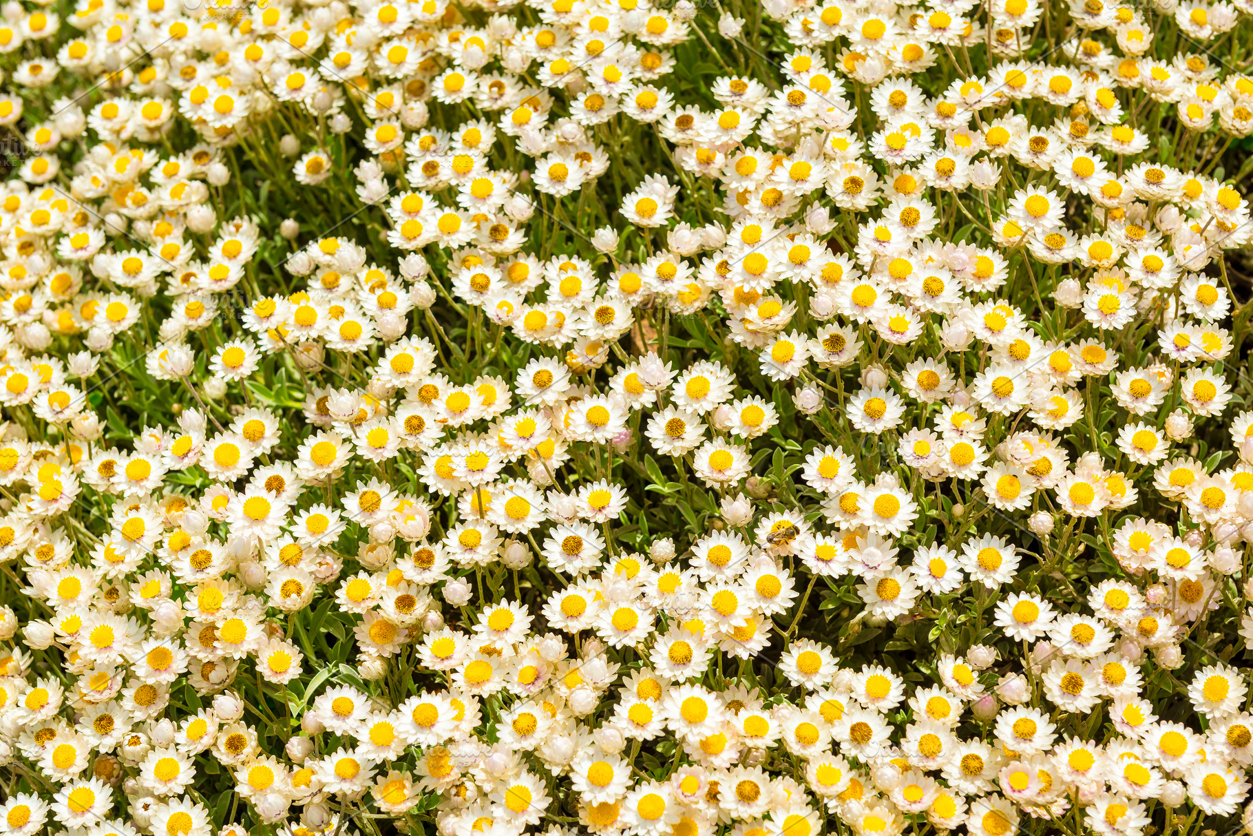 Everlastings or Coastal Fynbos Flowers, a Nature Photo by THP Creative