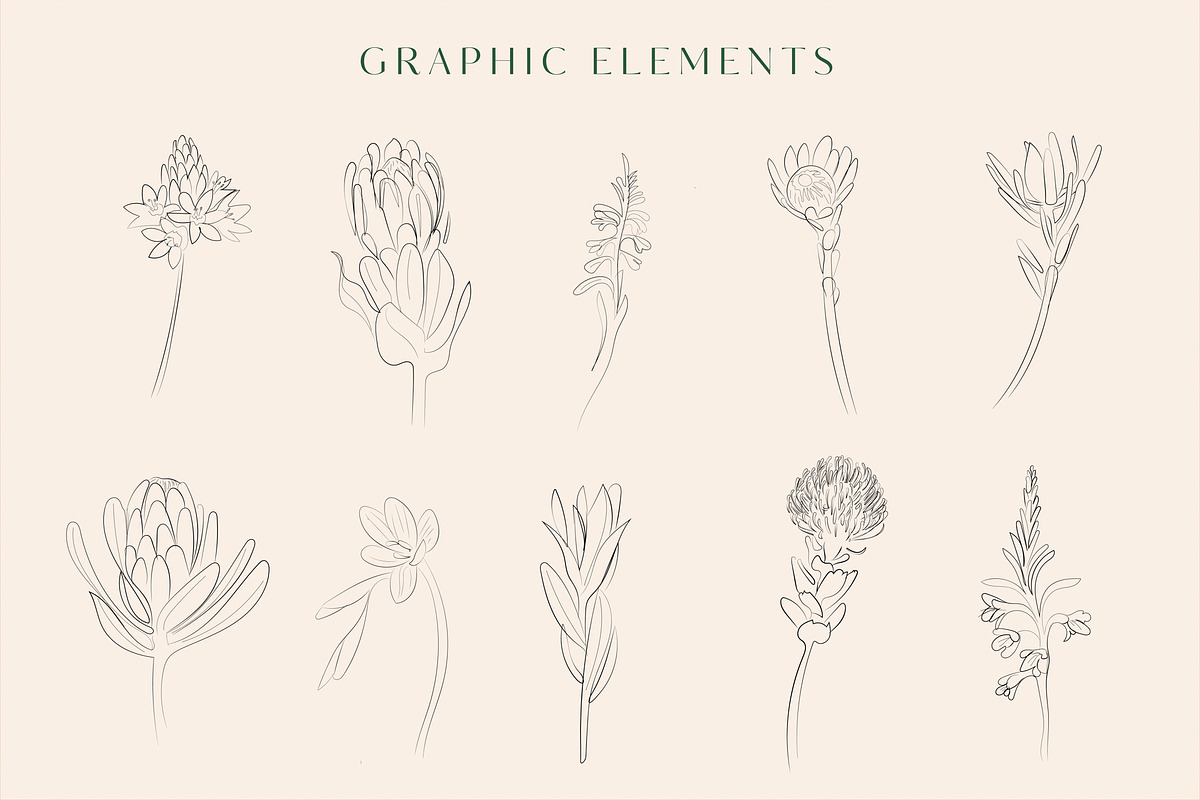 Line Art Floral Graphic Elements, a Decorative Illustration by CL Creative Studio (Photo 2 of 11)
