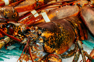 lobsters and shellfish on ice at a fish market, a Photo by Nito