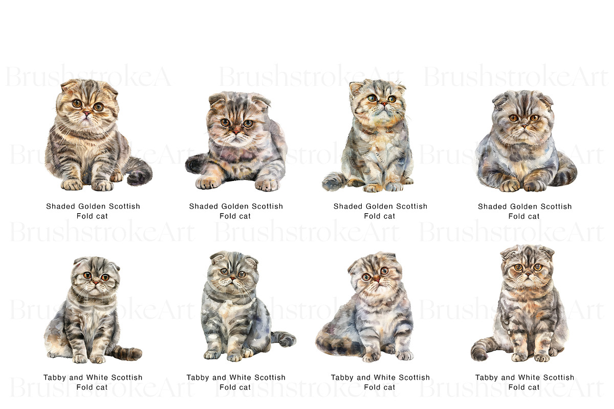 Scottish Fold Cat Clipart, Cat Breed, an Animal Illustration by BrushstrokeArtGB (Photo 5 of 9)