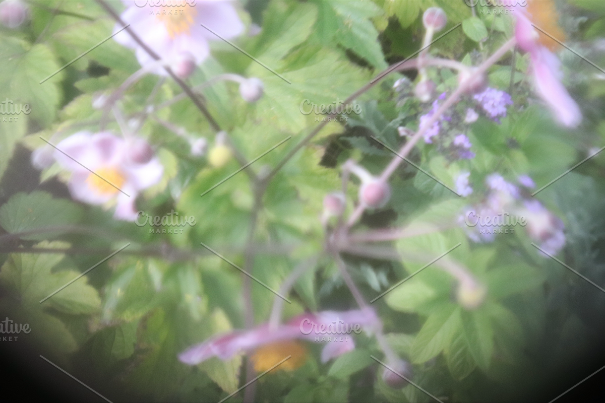 Dreamy, Ethereal Flower Photo Bundle, a Nature Photo by AmandaFagan (Photo 12 of 13)