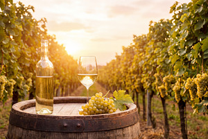 White wine in the vineyard, a Food & Drink Photo by Volff