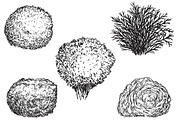 Hand drawn plants, an Object Illustration by CGterminal (Thumbnail 6 of 7)