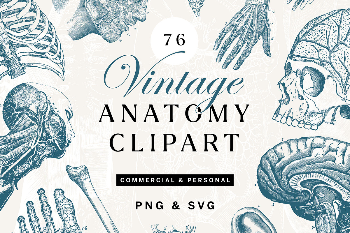 Anatomy & Skeleton PNG Lineart Pack, a Person Illustration by Century Library (Photo 1 of 7)