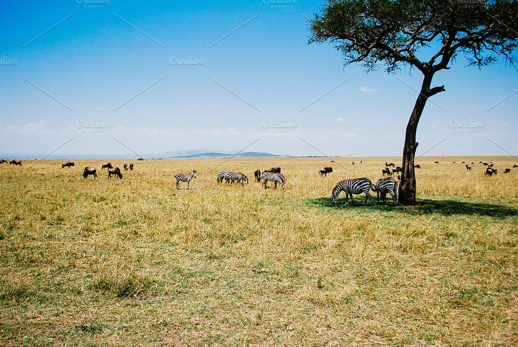 Safari in masai mara kenya containing africa, savannah, and savanna, a Nature Photo by julia.karpacheva
