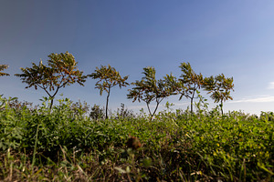 a row of sumac trees to fence the field and divide it into sections, side view,, a Photo by rsoollAI