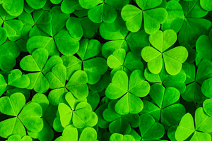Green clover leaves illuminated by bright sunlight. Fresh shamrock foliage back