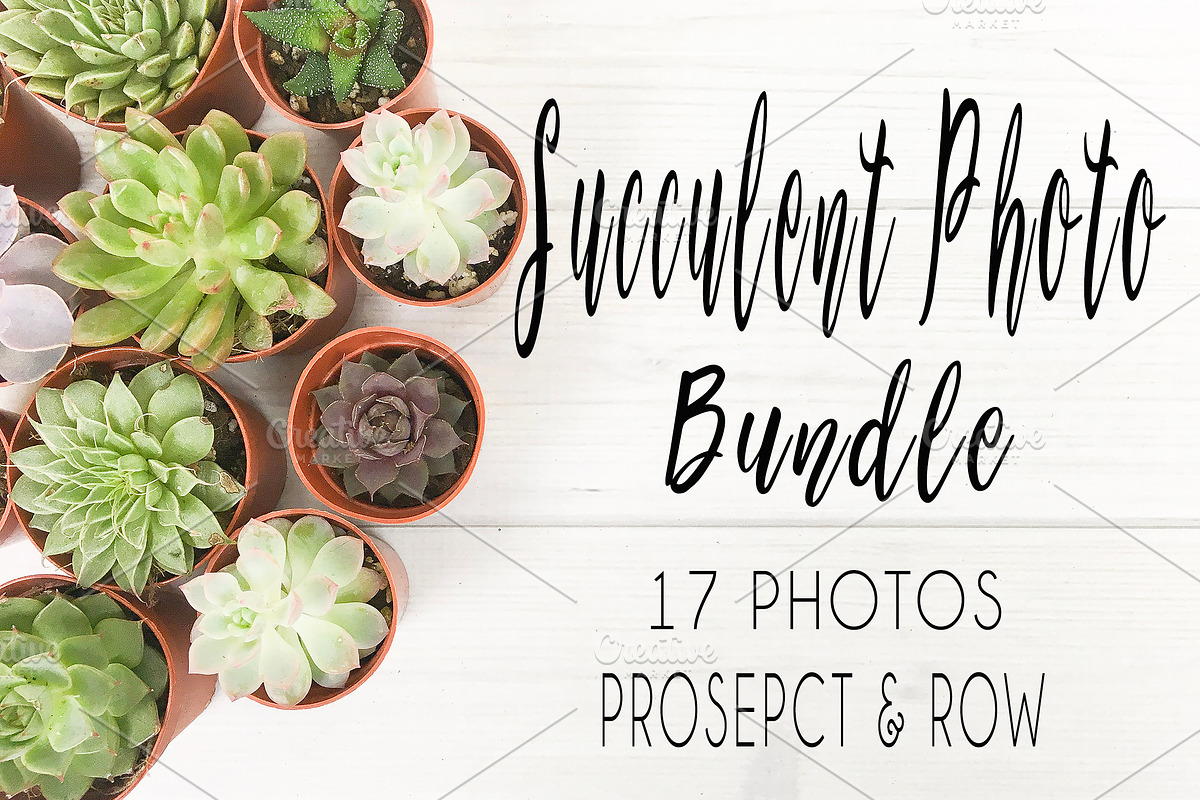Succulent Photo Bundle, a Photo by Hudson Lark Studio (Photo 1 of 8)