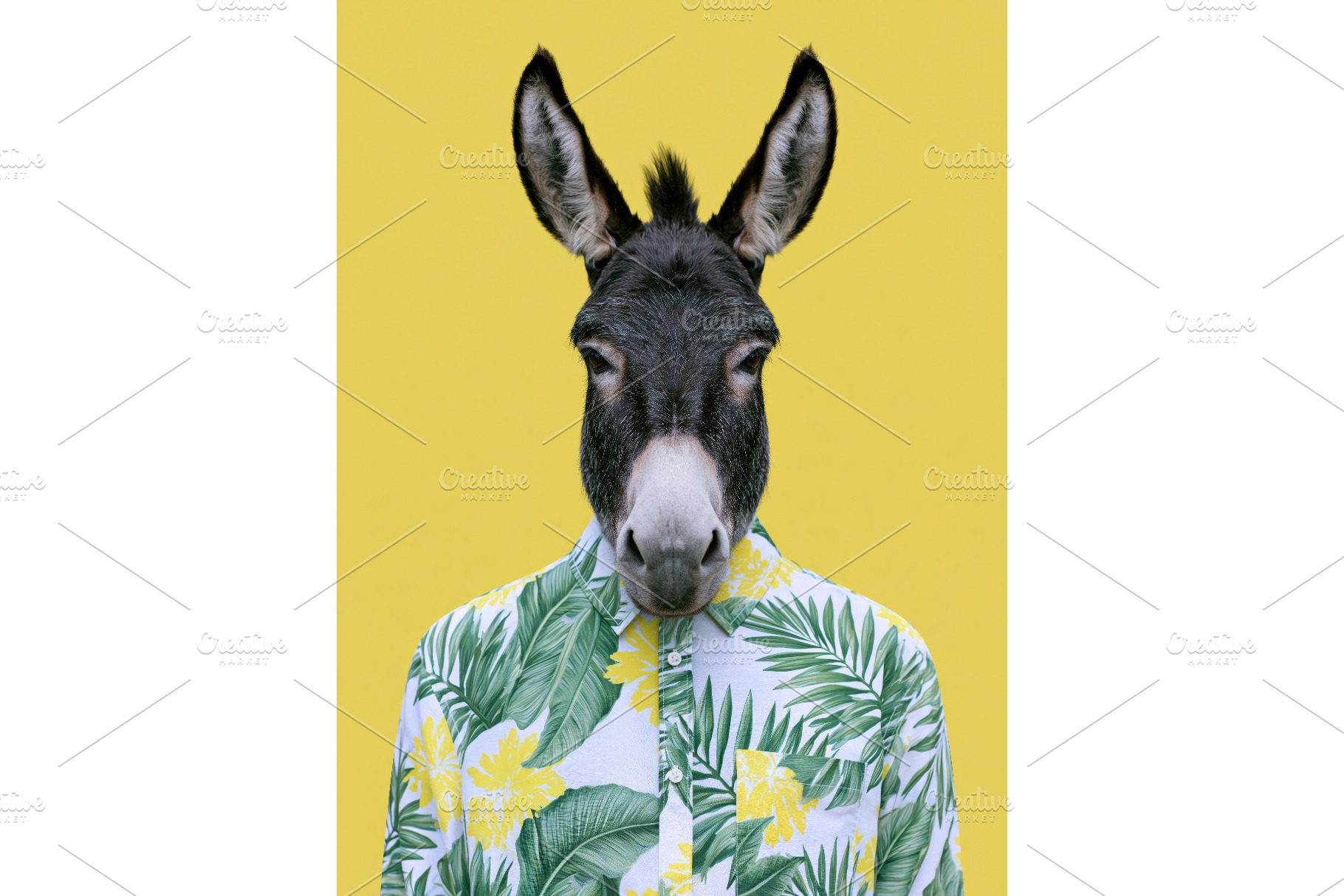 Fashion icon donkey in summer, a Beauty & Fashion Photo by Lermont51