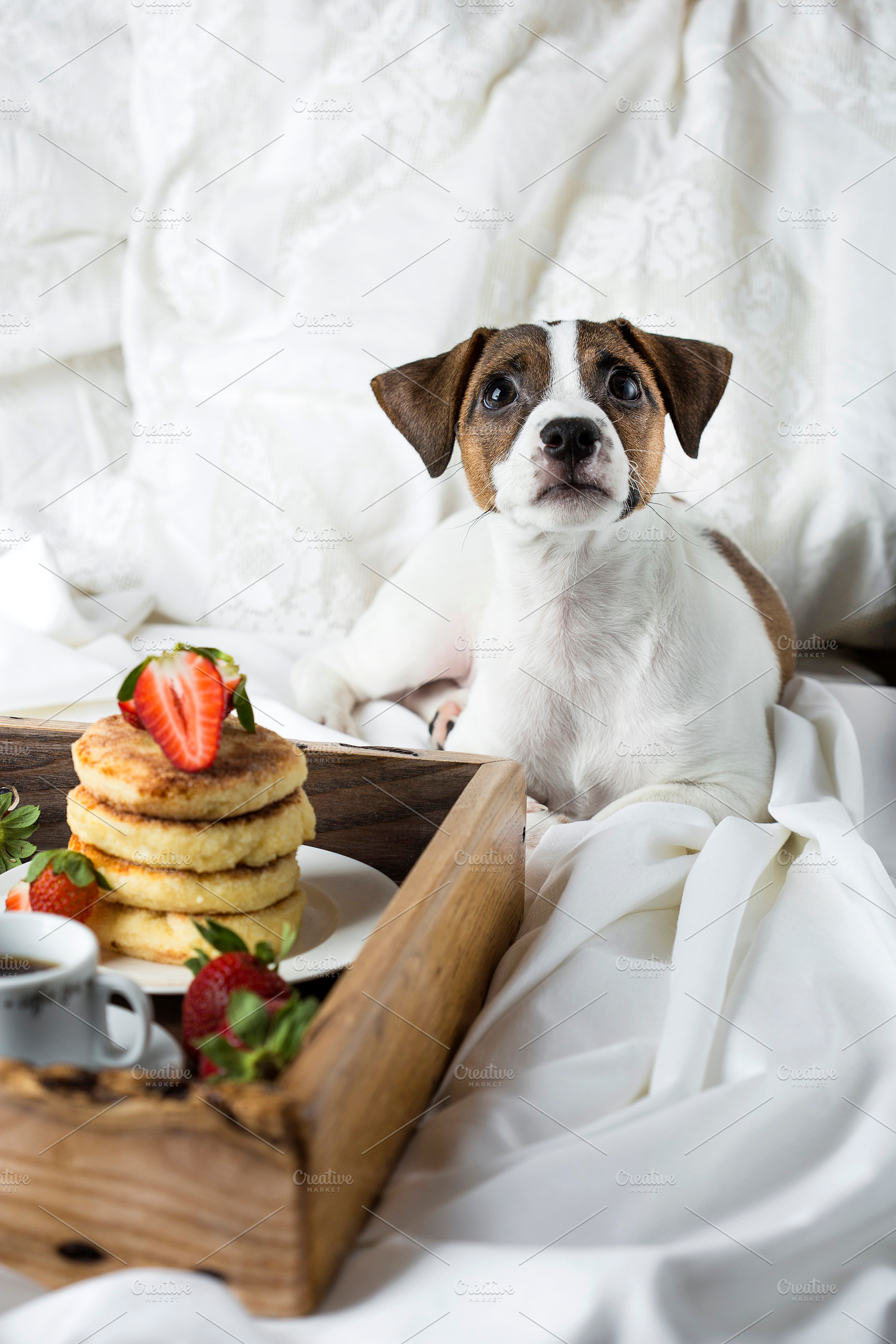 Breakfast in bed cottage cheese pan containing animal, background, and bed, a Food & Drink Photo by Marina_Pronina