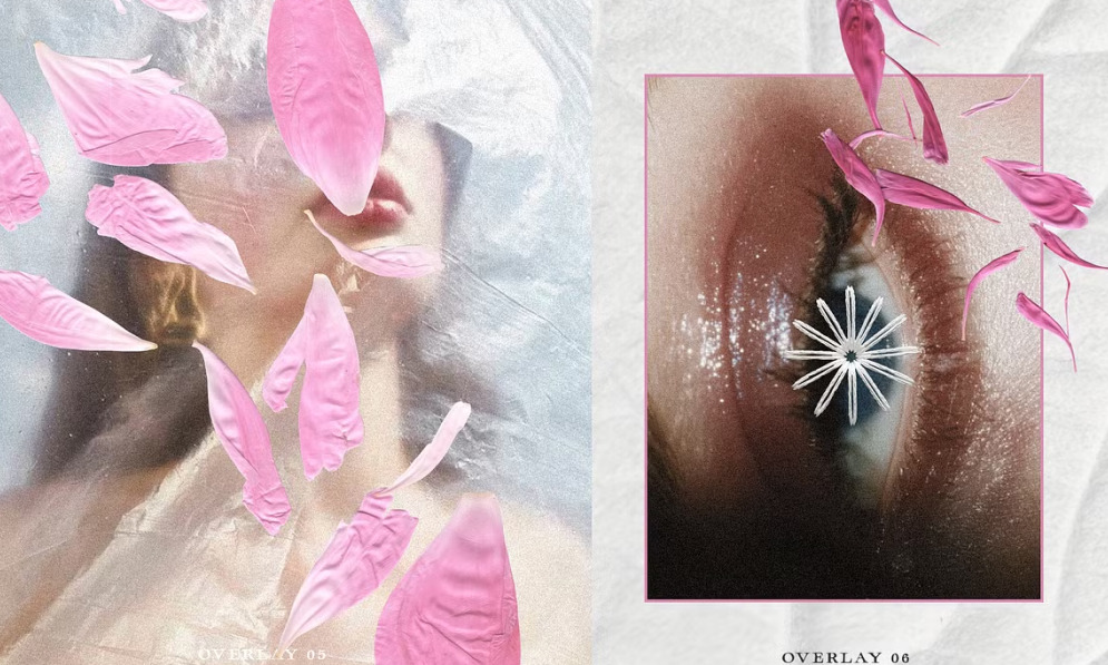 Pressed Petals
