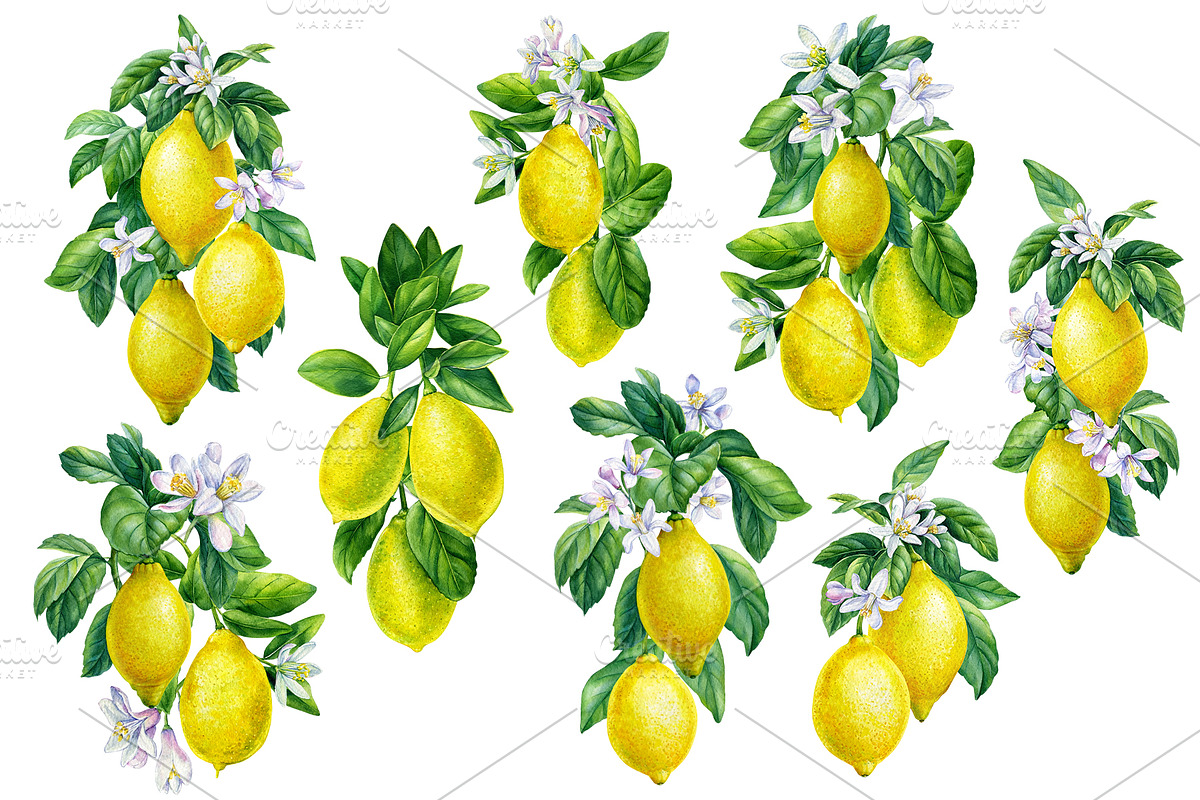 Watercolor fruits clipart, an Illustration by Hanna Hryharenka (Photo 13 of 14)