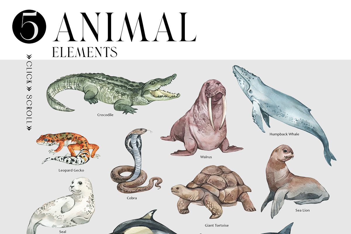 ANIMALS World Encyclopedia, an Animal Illustration by Anastezia Luneva (Photo 8 of 14)