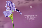 Violet Iris Watercolor Illustration, a Decorative Illustration by Olexandra Mur (Thumbnail 1 of 3)