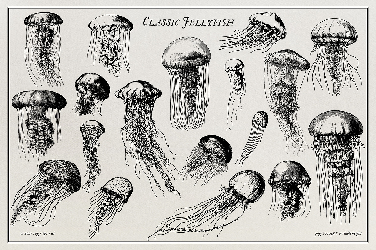 Aquatic Natural History Collection, an Object Graphic by Blixa 6 Studios (Photo 8 of 24)