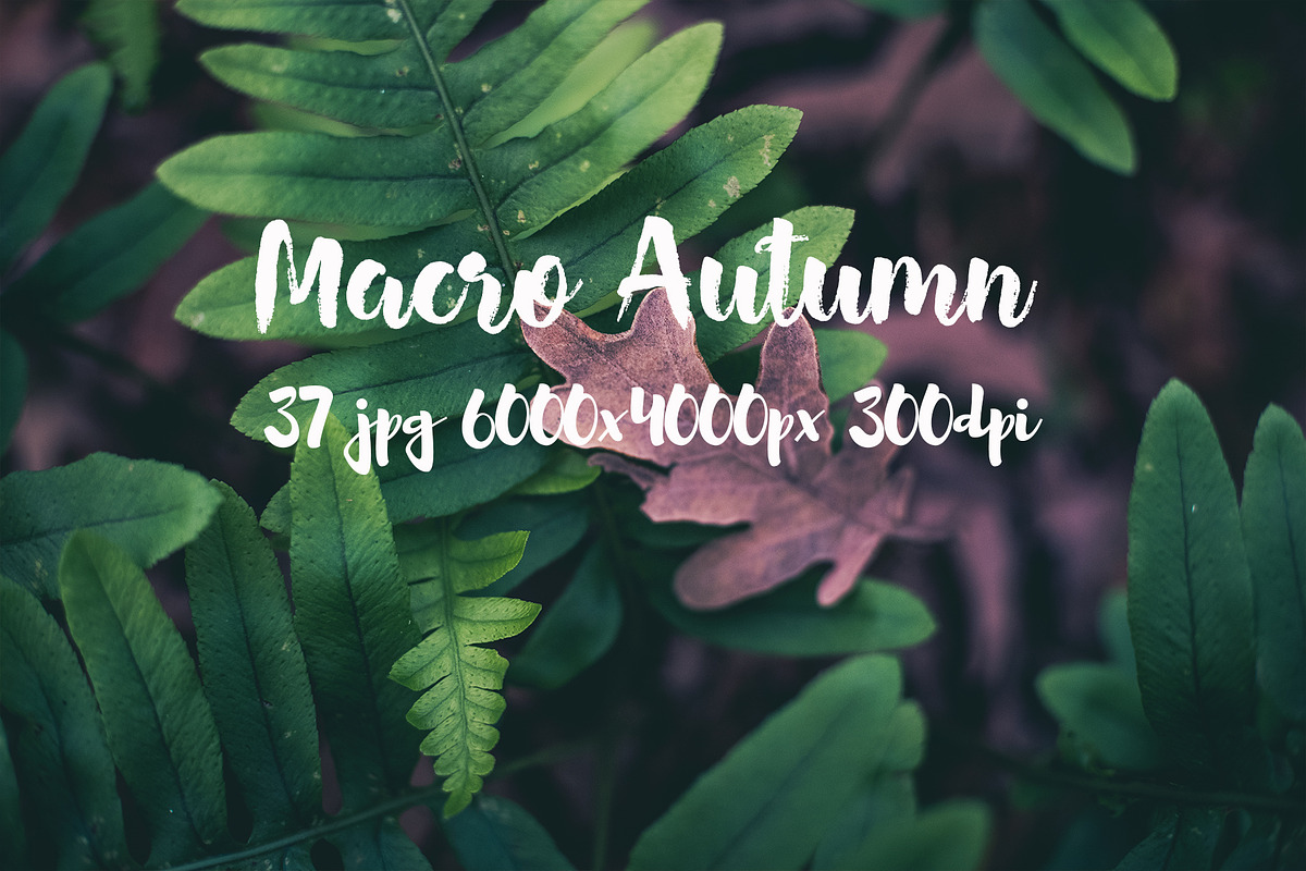 Macro Autumn photo bundle, a Templates & Theme by ApertureVintage (Photo 9 of 21)