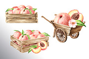 Ripe Peaches. Watercolor set, a Food Illustration by Daria Ustiugova (Thumbnail 13 of 23)