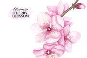 Cherry blossom watercolor clipart, an Illustration by OlDm_Shop (Thumbnail 4 of 6)