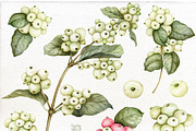 Thanksgiving watercolor Bundle., an Illustration by Mary (Thumbnail 8 of 9)
