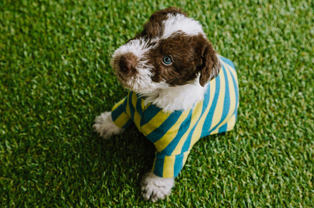Fox Terrier puppy dressed in a striped suit