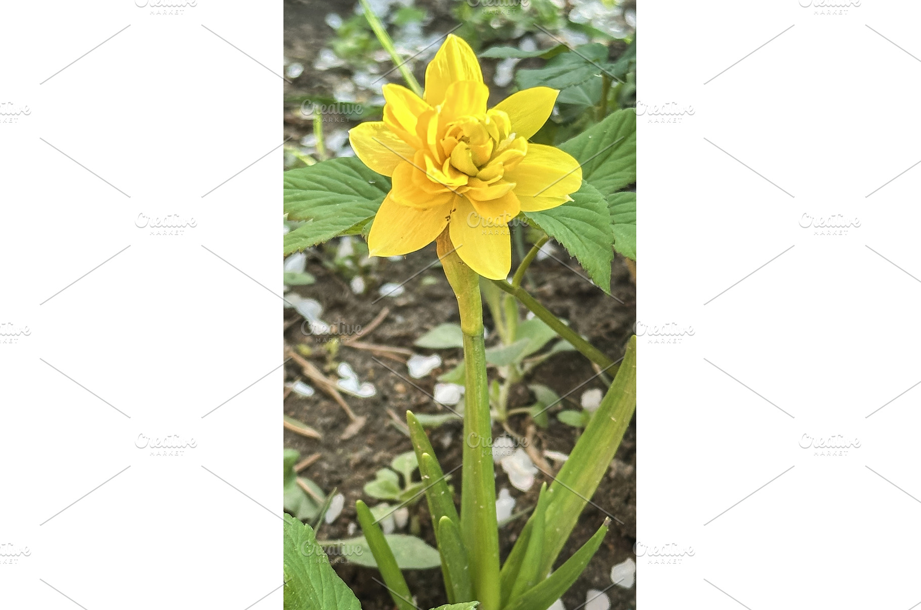 A bright yellow double spring, a Nature Photo by TatsianaSalauyova