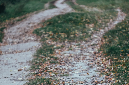 Landscape footpath in the autumn yellow forest. Retro style, a Nature Photo by TanaCh