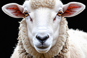Sheep portrait with woolly fleece and alert golden eyes, an Animal Photo by GoodGoods (Thumbnail 2 of 2)