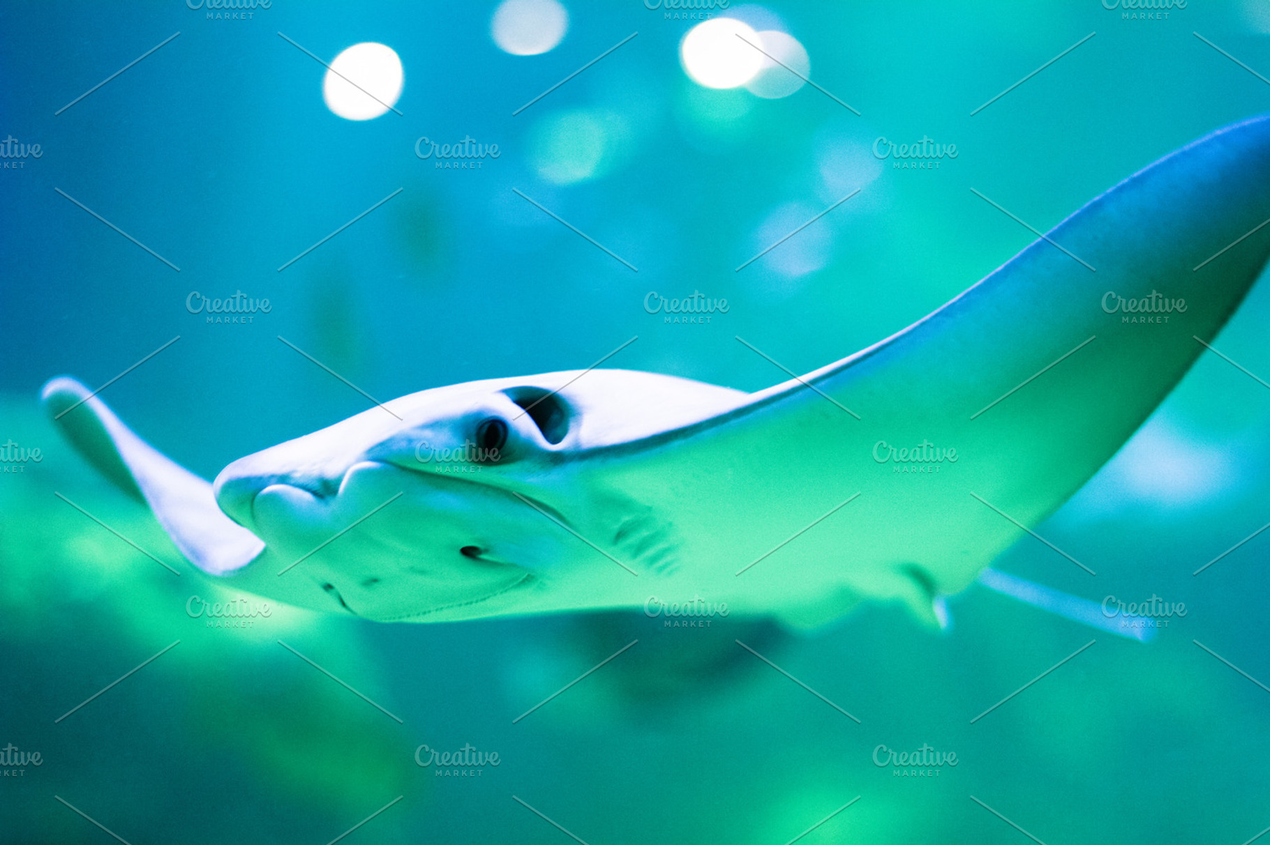 Stingray fish stock photograph