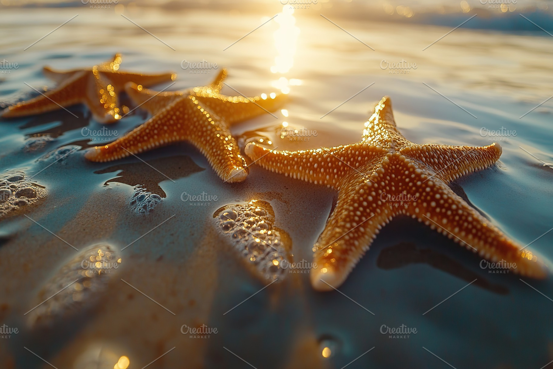 Starfish resting on sandy beach during sunset by the ocean, a Photo by AlyaAnd