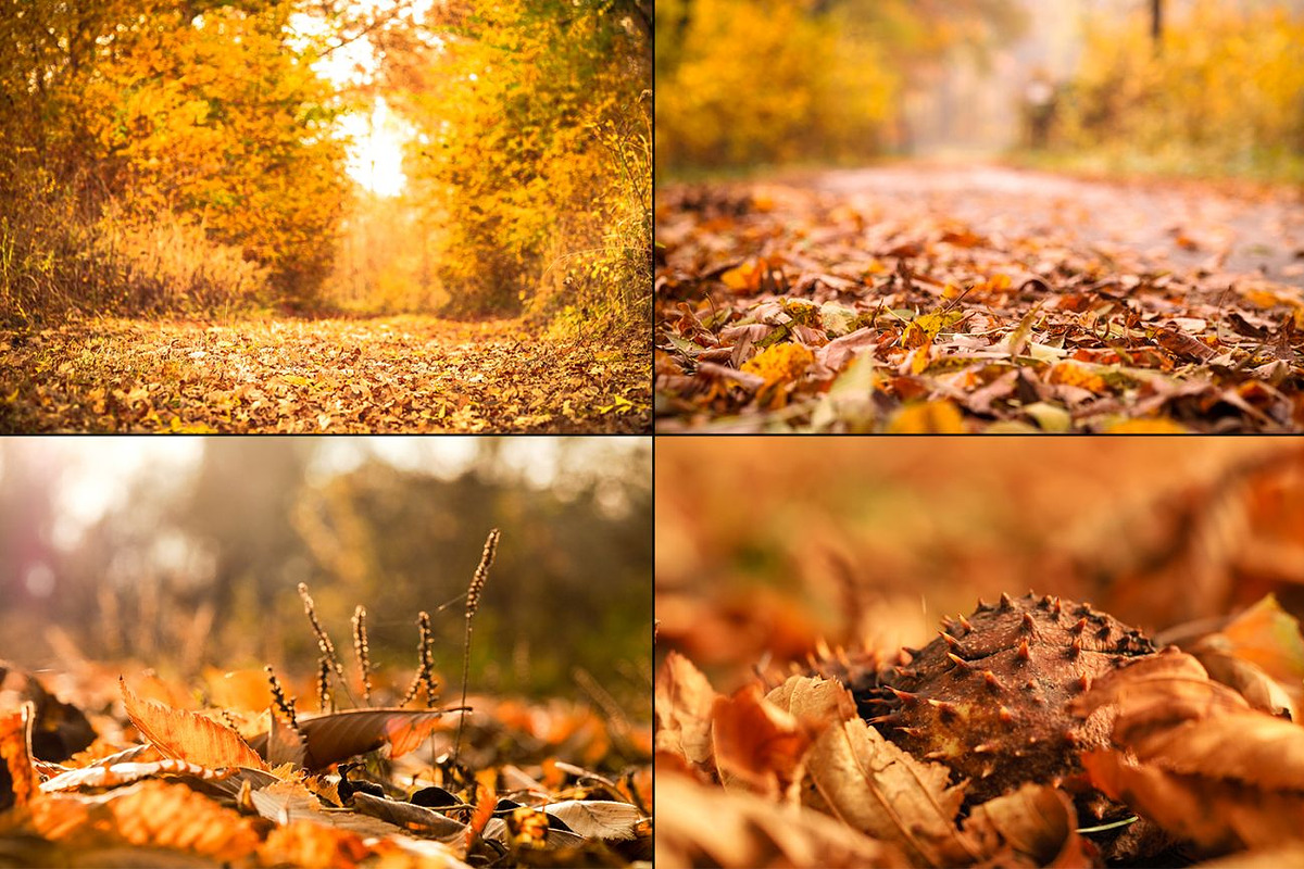 Bundle fall photos /240+pics, a Templates & Theme by tydla (Photo 8 of 11)