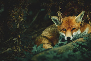 Red Fox Curled Up In The Woods, an Animal Photo by René Jordaan Photography