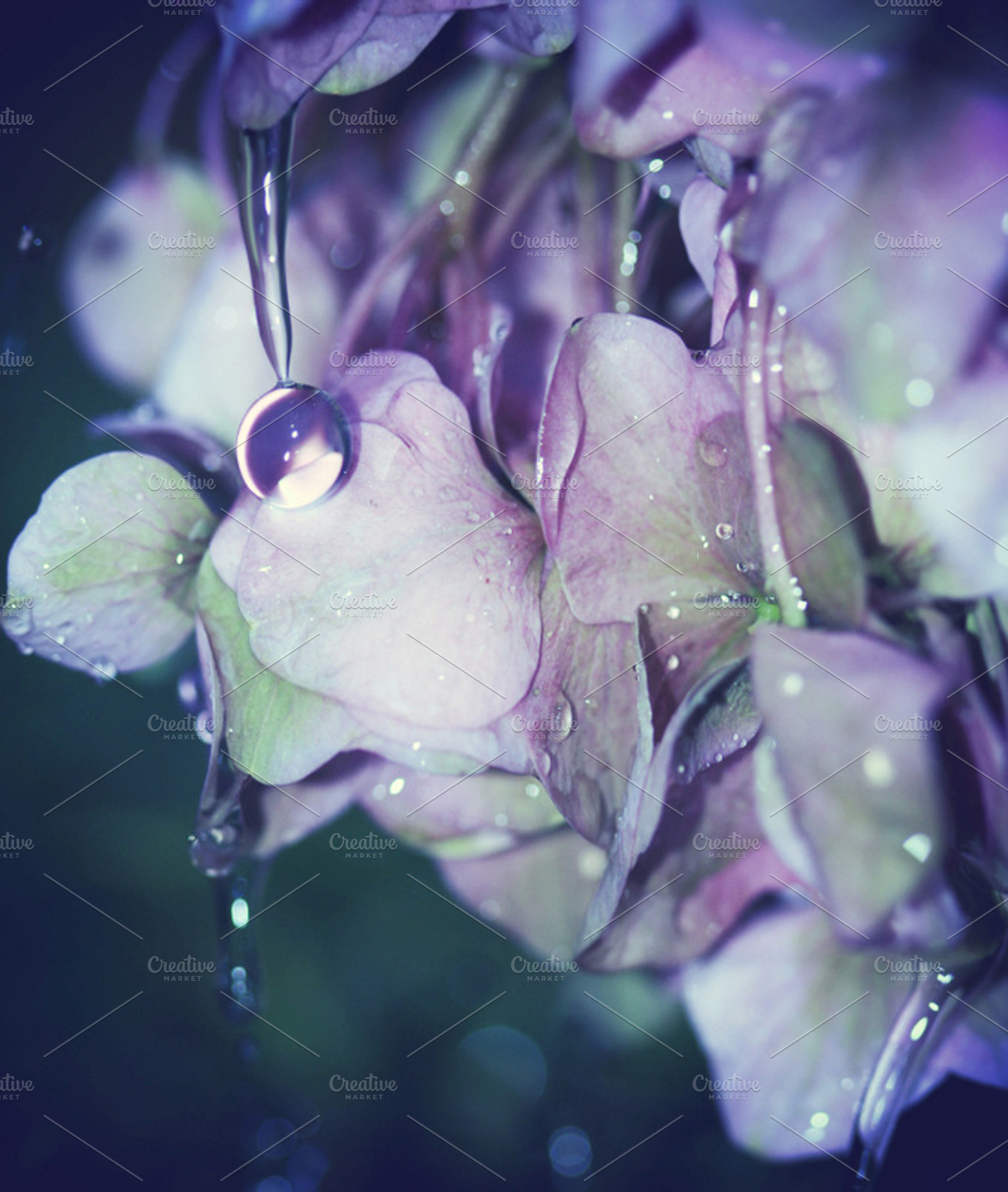 Some summers they drop like..., a Nature Photo by Les Hirondelles Ph