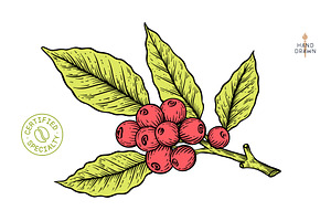 Vintage coffee branch bean plant, a Food Illustration by Foxys Graphic