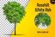 CUT OUT TREES - 60 PCS BUNDLE, a Packaging Mockup by 3DSTORE (Thumbnail 5 of 63)