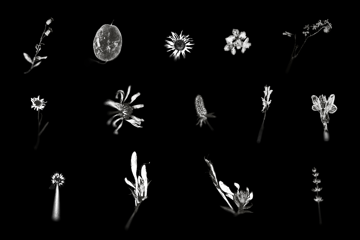 HERBARIA. Pressed Wildflower Scans, an Object Graphic by Schumacher Shop (Photo 6 of 21)