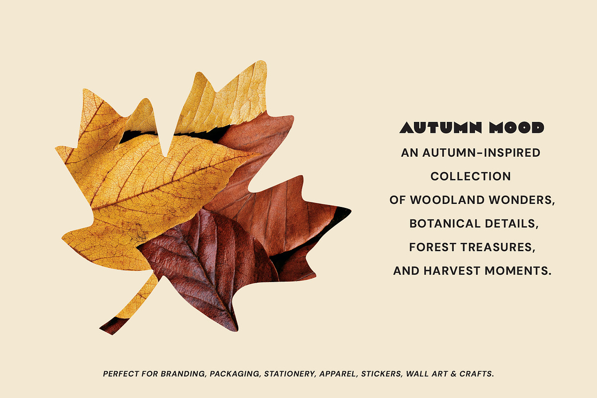 Autumn Nature & Botanical Clipart, a Decorative Illustration by NatalieArtShop (Photo 15 of 16)
