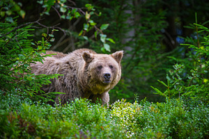 Bear in forest