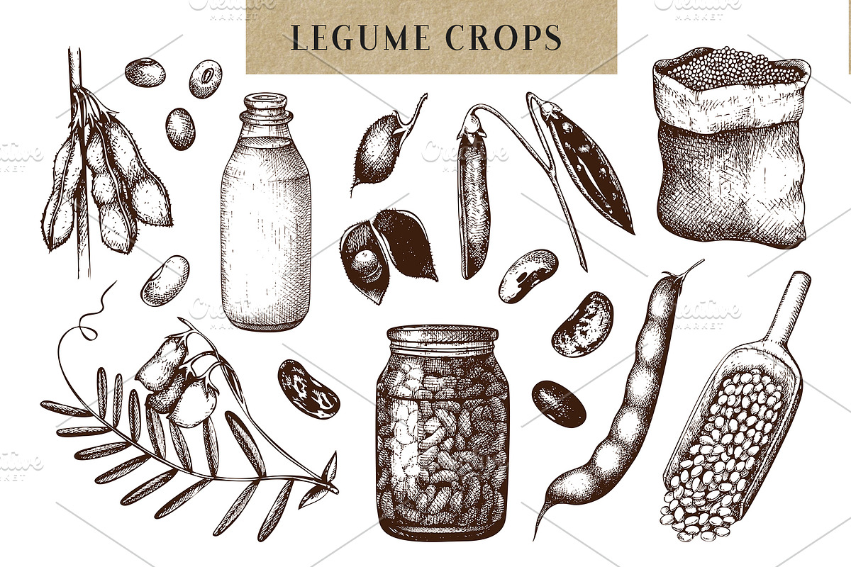 Agricultural Plants. Vector Drawings, a Food Illustration by Yevheniia